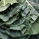 Illustration for article titled Bad Weather Is Messing With Your Collard Greens